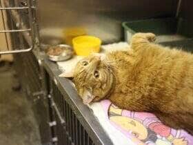 Prevencao veterinaria transforma o cuidado com os pets no Brasil Divulgacao 2