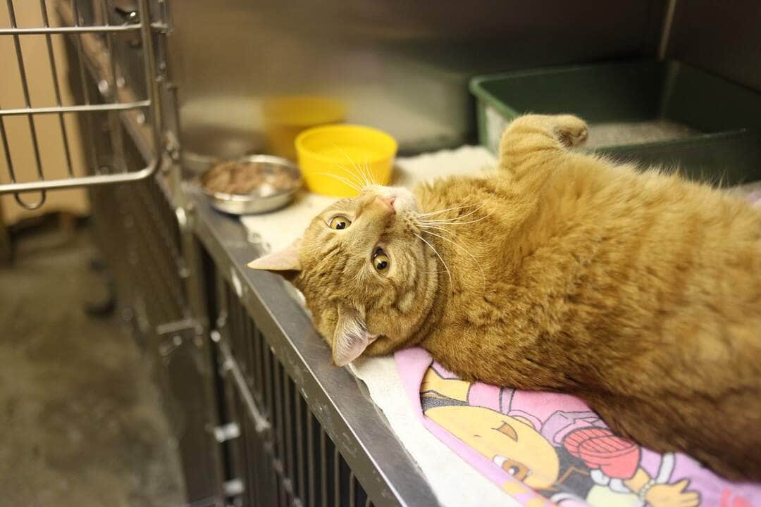 Prevencao veterinaria transforma o cuidado com os pets no Brasil Divulgacao 2