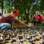 Seaf reforça pesquisa internacional sobre paracoccidioidomicose em trabalhadores rurais
