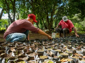 Seaf reforça pesquisa internacional sobre paracoccidioidomicose em trabalhadores rurais