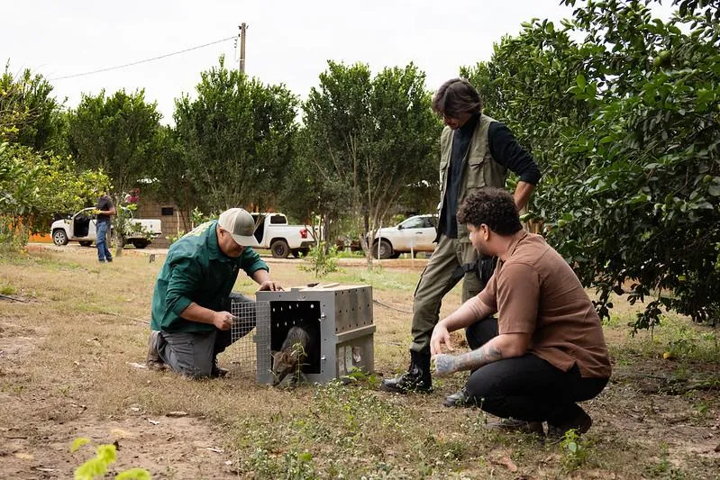 Sema promove soltura de fauna em reserva ecológica