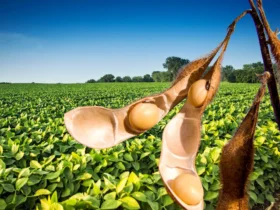 Soja em Mato Grosso