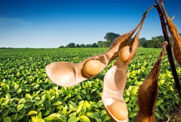 Soja em Mato Grosso