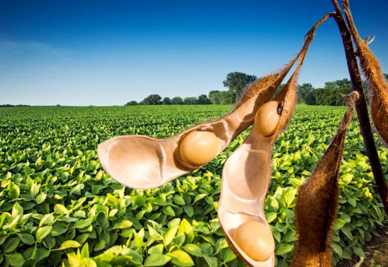 Soja em Mato Grosso