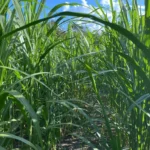 Tecnologia in vitro impulsiona produção de banana e beneficia agricultura familiar em Mato Grosso