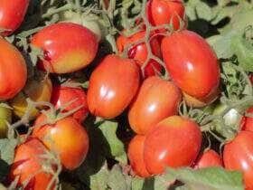 Tomate rasteiro 1 1024x576 1