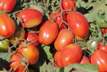 Tomate rasteiro 1 1024x576 1