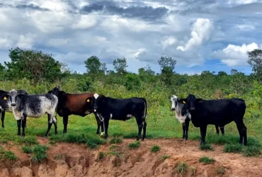Transferência impulsiona renda de produtores com genética avançada