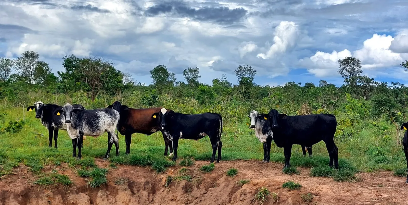 Transferência impulsiona renda de produtores com genética avançada