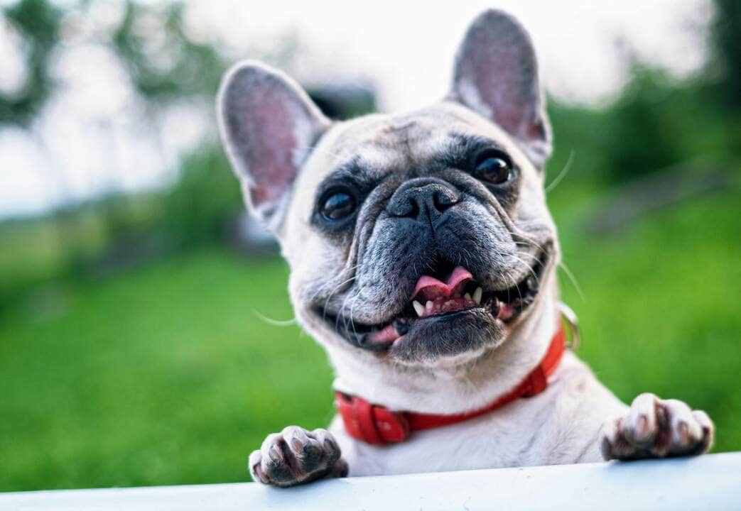 Transplantes em pets exigem compatibilidade e acompanhamento continuo Pexels 2 scaled