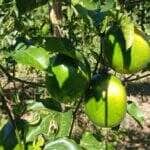 Varzea Grande troca experiencias com Nova Brasilandia sobre agricultura familiar