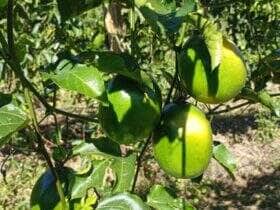 Varzea Grande troca experiencias com Nova Brasilandia sobre agricultura familiar