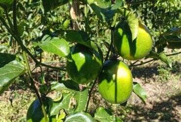 Varzea Grande troca experiencias com Nova Brasilandia sobre agricultura familiar