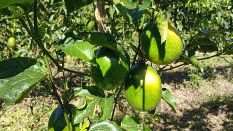 Varzea Grande troca experiencias com Nova Brasilandia sobre agricultura familiar