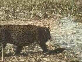 Funcionários gravaram o momento em que a onça-pintada surgiu entre as plantações, em Campo Verde; apesar do susto, ninguém se feriu — e a rainha da floresta seguiu seu caminho sem pressa