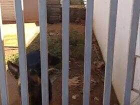 Animais estavam sem água, comida e cercados de fezes no bairro Tessele Júnior; vereadora prestou apoio e caso será investigado pela Polícia Civil