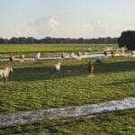 bioma pantanal cavalos