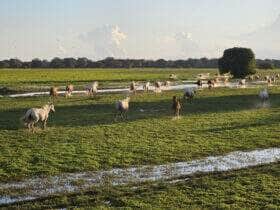 bioma pantanal cavalos