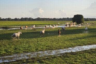 bioma pantanal cavalos