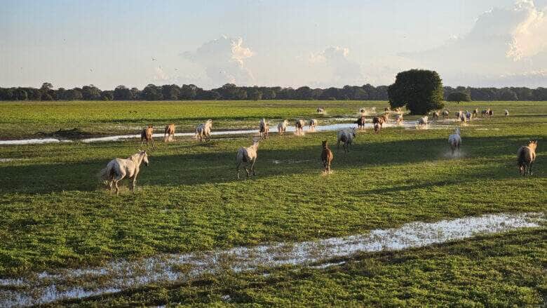 bioma pantanal cavalos