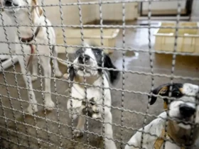 Câmara aprova projeto que veta animais em testes cosméticos