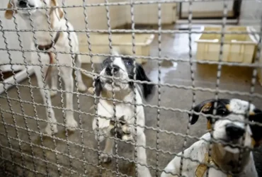 Câmara aprova projeto que veta animais em testes cosméticos