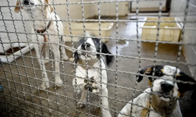 Câmara aprova projeto que veta animais em testes cosméticos