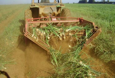 colheita amontoa cebola 000gusitusi02wx7ha0g934vgsn1jq0r