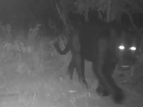 Onça aparece pela primeira vez em reserva no Cerrado