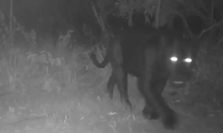 Onça aparece pela primeira vez em reserva no Cerrado