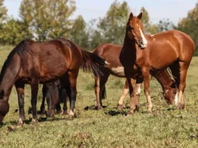 Ração causa morte de 245 cavalos e leva a suspensão da produção