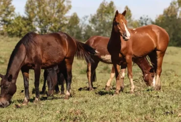 Ração causa morte de 245 cavalos e leva a suspensão da produção