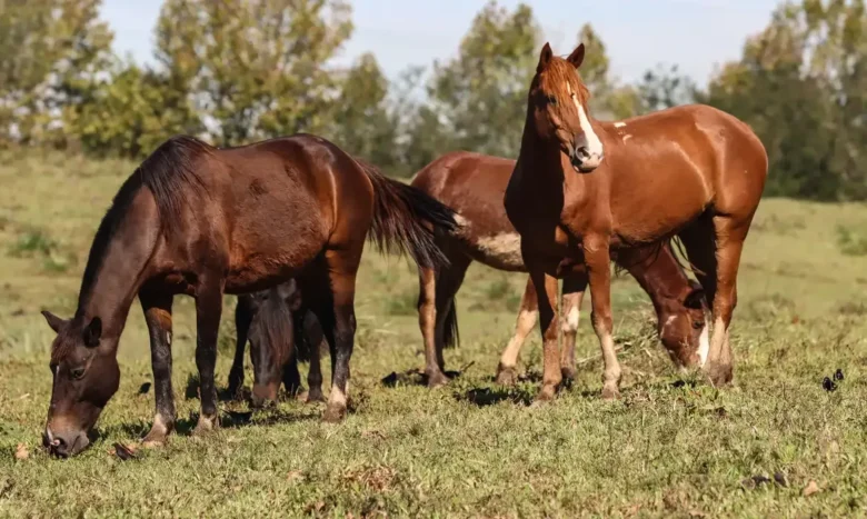 Ração causa morte de 245 cavalos e leva a suspensão da produção