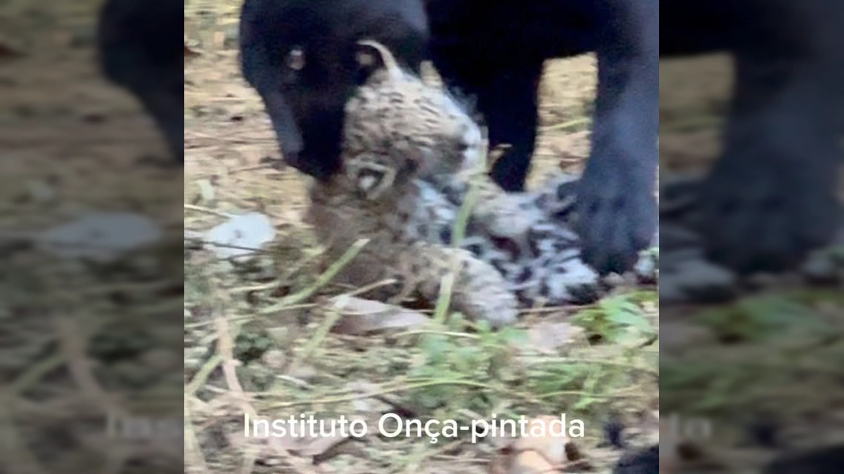 Foto da onça-preta Mamba com seus filhotes no Instituto Onça Pintada, por Leandro Silveira / Instagram