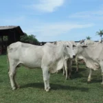 gado femea