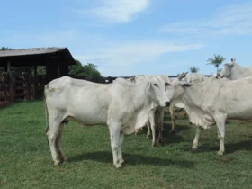 gado femea