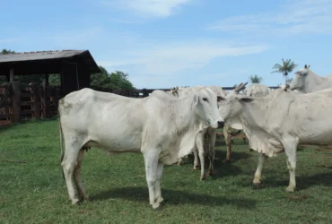 gado femea