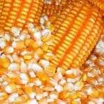 graos de milho