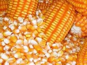 graos de milho