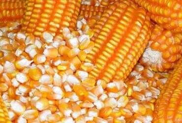 graos de milho