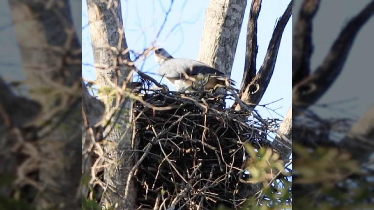 Harpia harpyja no ninho no Pantanal de Corumbá, MS / icterus.ecoturismo