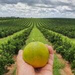 laranja mao