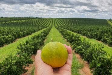 laranja mao