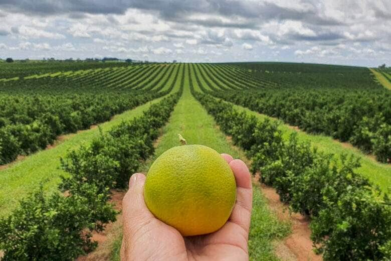 laranja mao