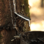 latex borracha seringueira