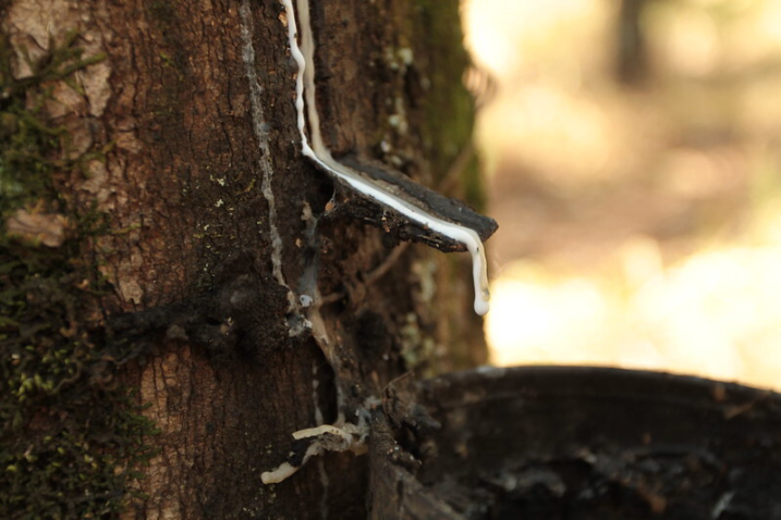 latex borracha seringueira