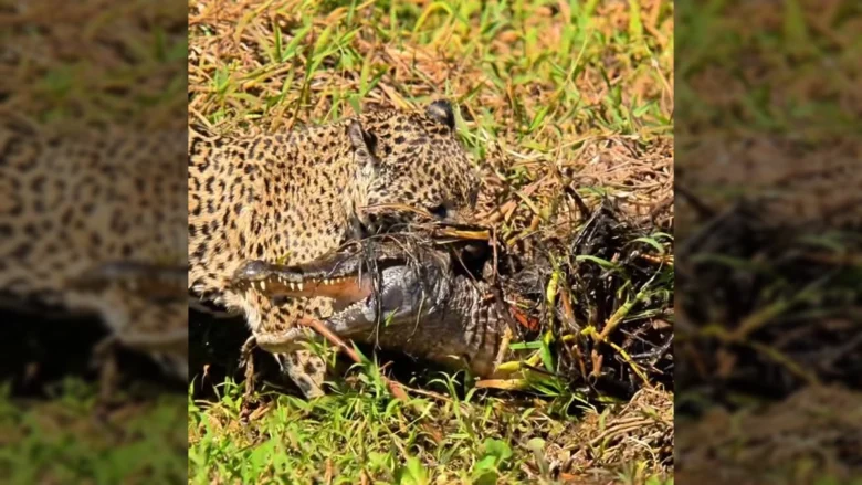 Uma onça-pintada de pelagem amarelada com pintas pretas, agachada na grama às margens de um rio, segurando um jacaré pela cabeça com sua boca. Créditos: Ailton Lara / Instagram