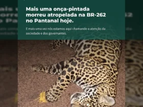 Onça-pintada morta em rodovia, evidenciando o perigo da BR-262 para a fauna do Pantanal. Imagem de SOS Pantanal.