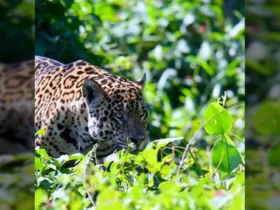 Imagem de onça-pintada caminhando pela vegetação do Pantanal. Créditos: Ailton Lara / Instagram.