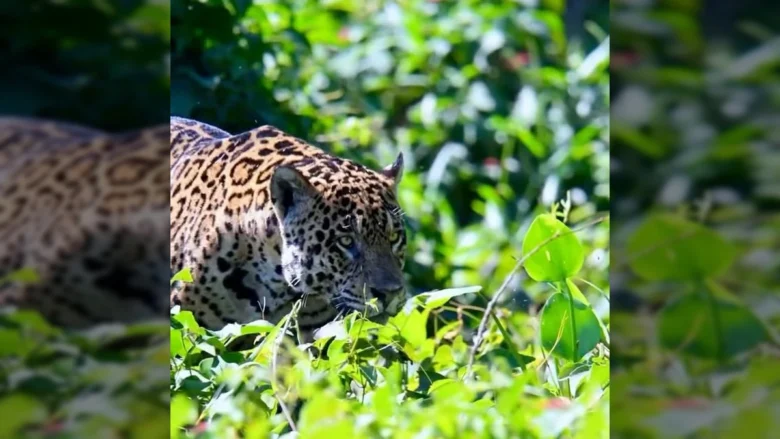 Imagem de onça-pintada caminhando pela vegetação do Pantanal. Créditos: Ailton Lara / Instagram.